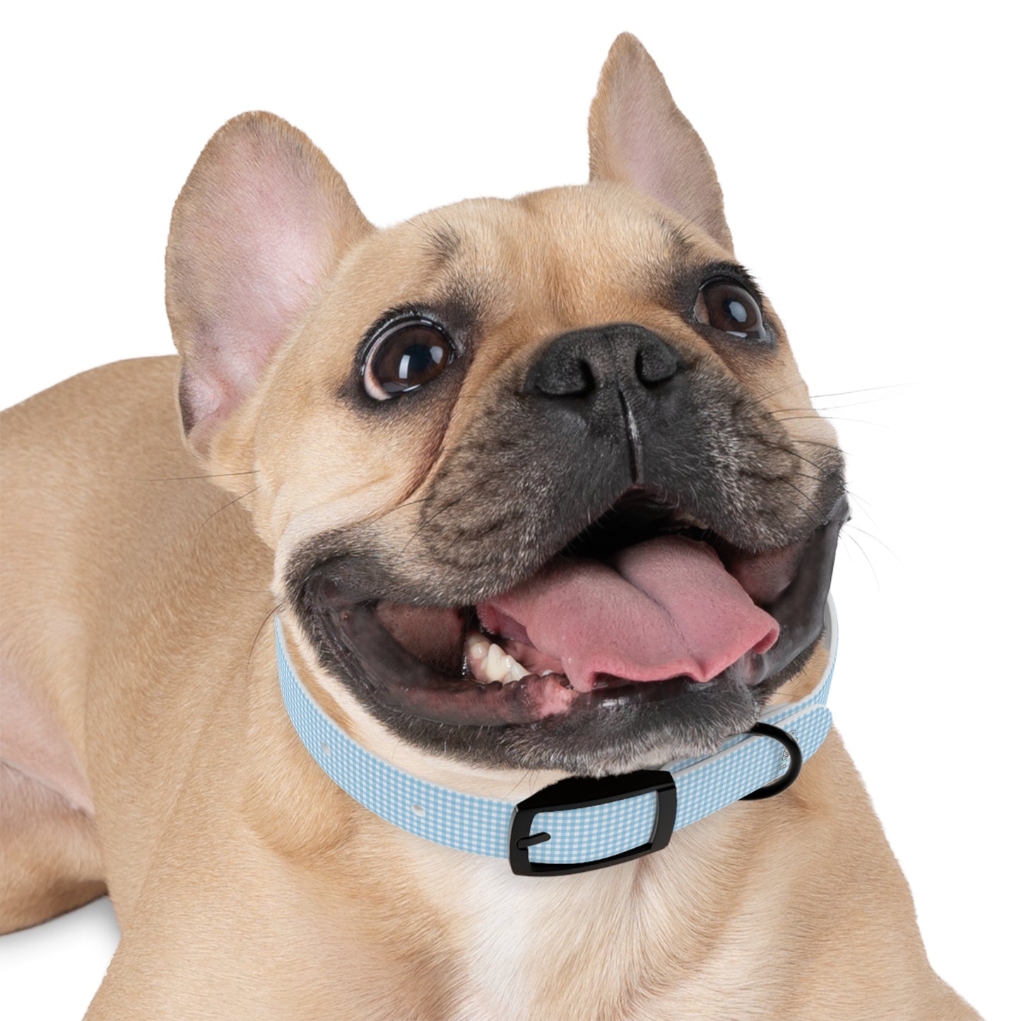 Custom Name Adjustable Pet Collar - Blue