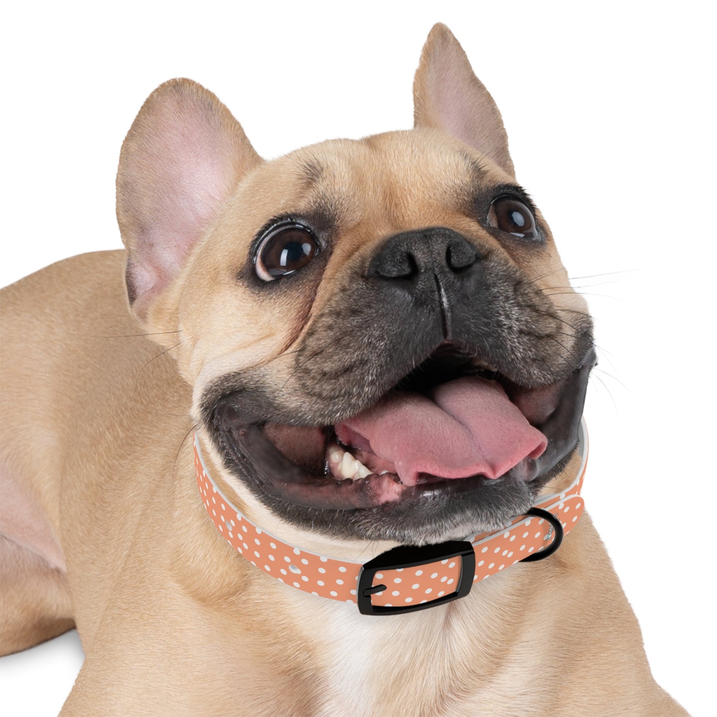 Custom Name Adjustable Pet Collar - Orange