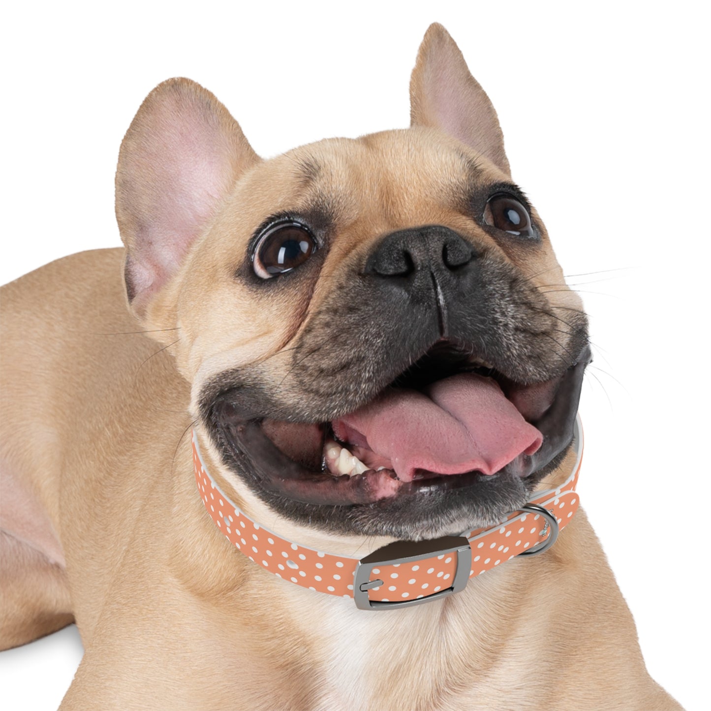 Custom Name Adjustable Pet Collar - Orange